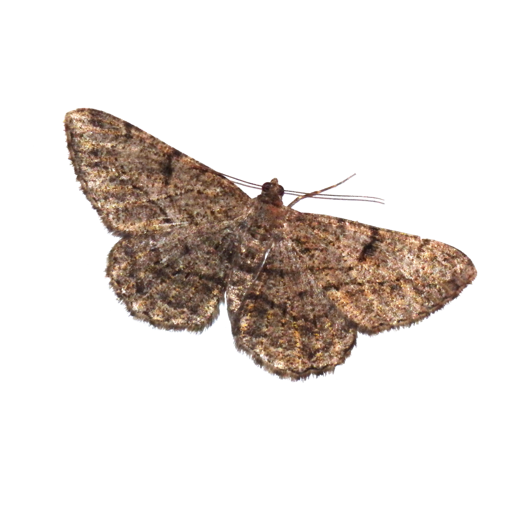 Moth